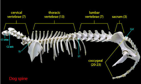 Mention Numbers of thoracic vertebrae in different animal species ?